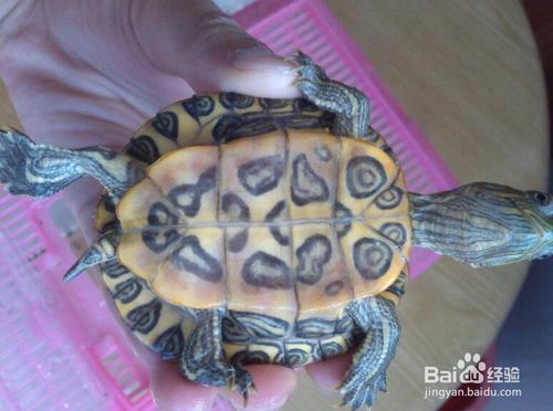 乌龟怎么看年龄
