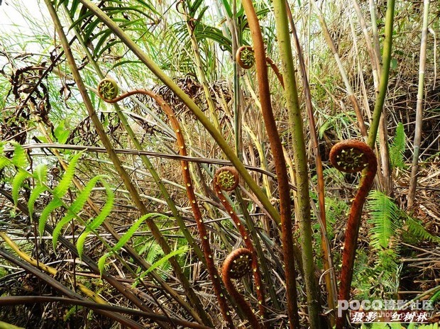 这就是野生蕨菜.