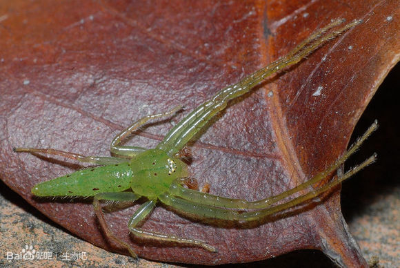 这是什么蜘蛛,发现地址:陕西省佳县在黄土高原,冬天在阳光丰富的砖缝