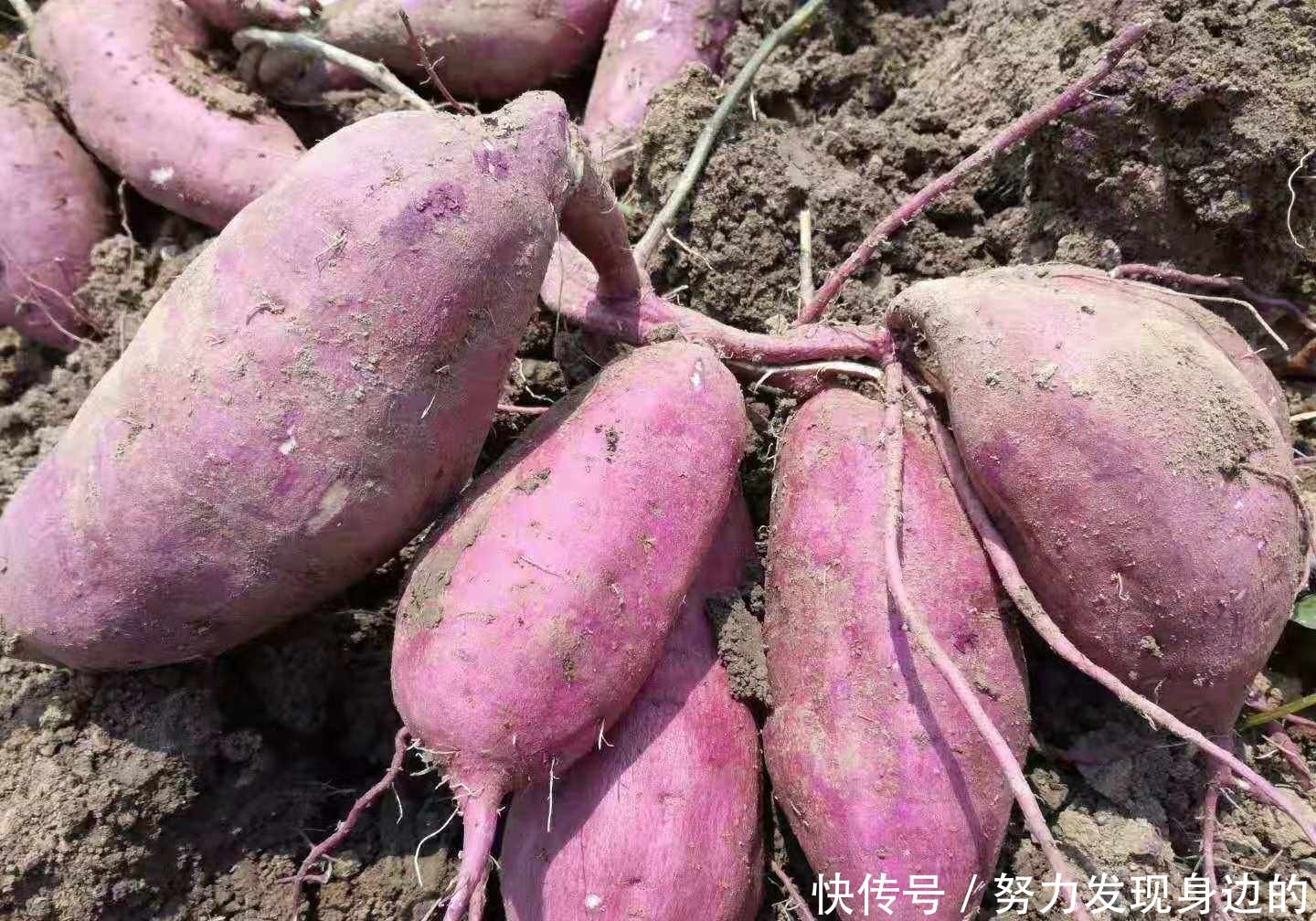 烤山芋吃了好吗