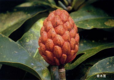 木莲果和无花果是不是同一种植物