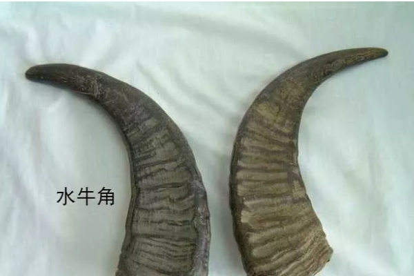 犀牛角和水牛角的区别是什么