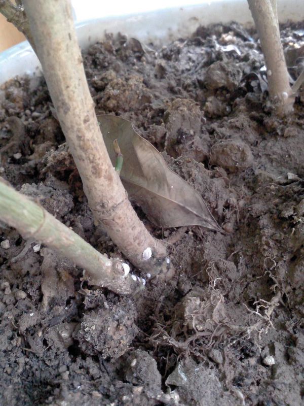 这是我家养的一盆栀子花, 今天发现从根部有白