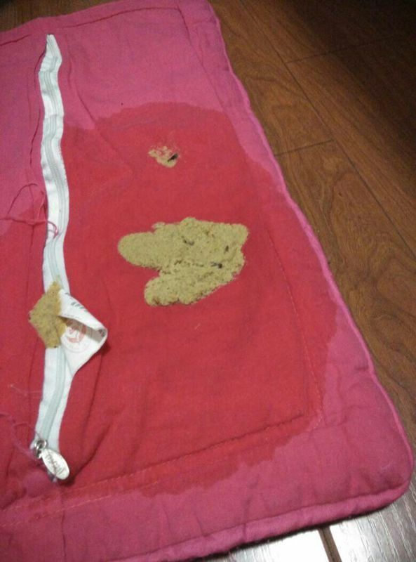 请问三个月大的博美狗狗突然这样了qwq是吐了吗qwq现在他很没有精神呢