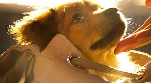 电影《血狼犬》中的蓝波是一只什么样的狗?