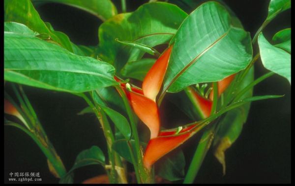 请大家帮忙看看这个是金钻还是鹤望兰?