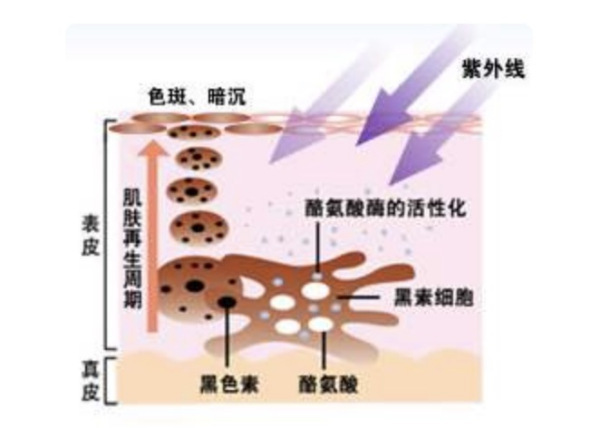 什么食物富含酪氨酸酶最多?