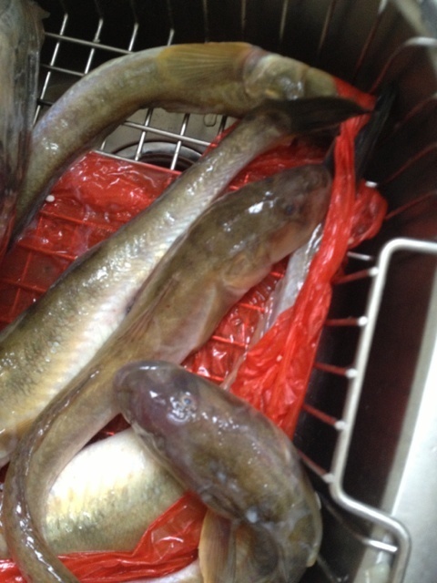 这是什么鱼.没有鳞