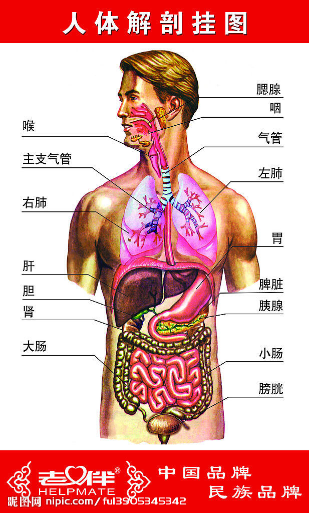 人体肾部位置图图片