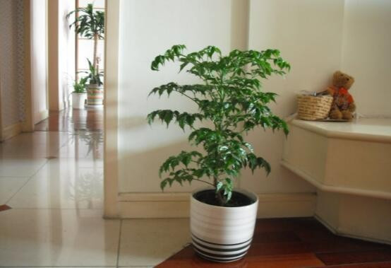 你好,我的富贵树下面有几个枝干叶子枯萎了,怎么回事,谢谢