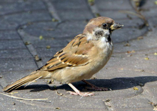 改为双重否定句小麻雀还没有学会飞翔只能呆呆地站在地上?