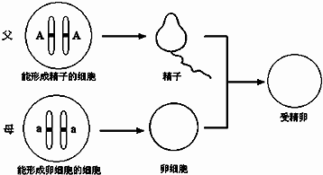 观察图并回答问题:(1)请把图中的精子,卵细胞和受精卵补充画完整.