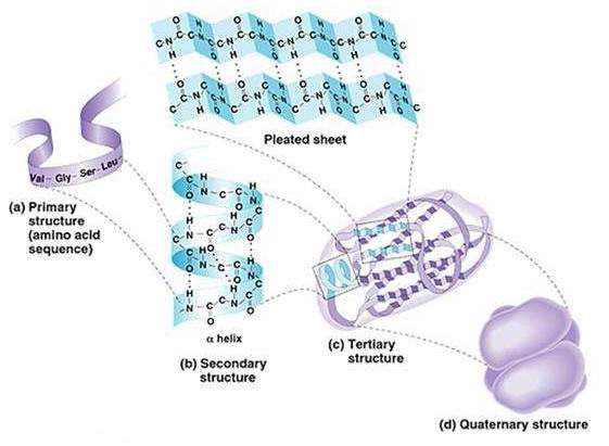 求含有多条肽链的蛋白质分子的分子结构图