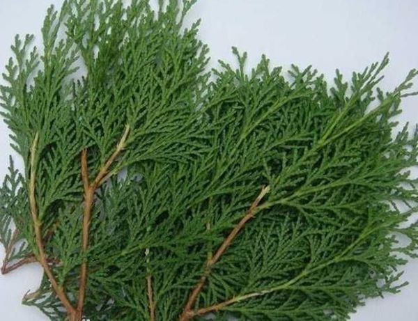 有人说这东西洗头可以治疗白头发,是不是真的啊?