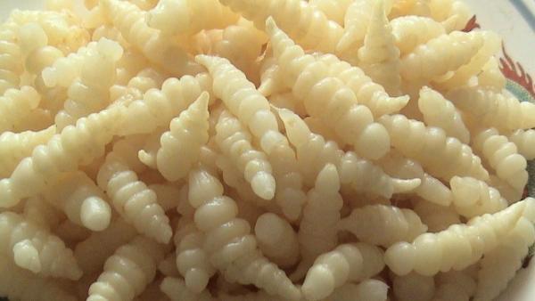 生长于地下,长的像地螺的植物叫什么?