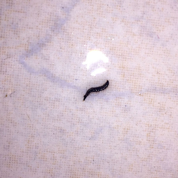 我家卫生间最近老是会出现这种小虫子。黑色的