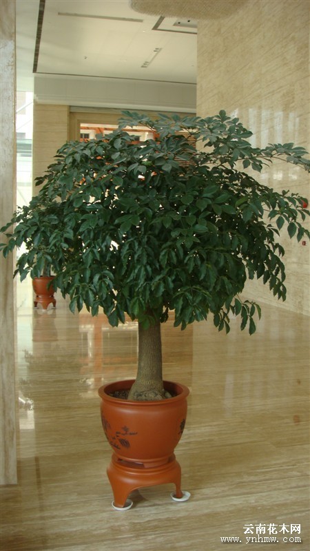 富贵树和榕树是同一种树吗?