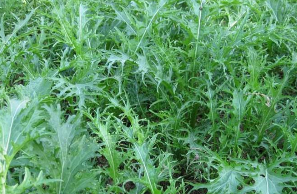 雪里红在中国北方地区,到了秋冬季节叶子会变为紫红色故名"雪里红".