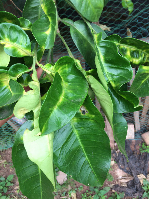 柚子叶成卷曲状变黄是什么病