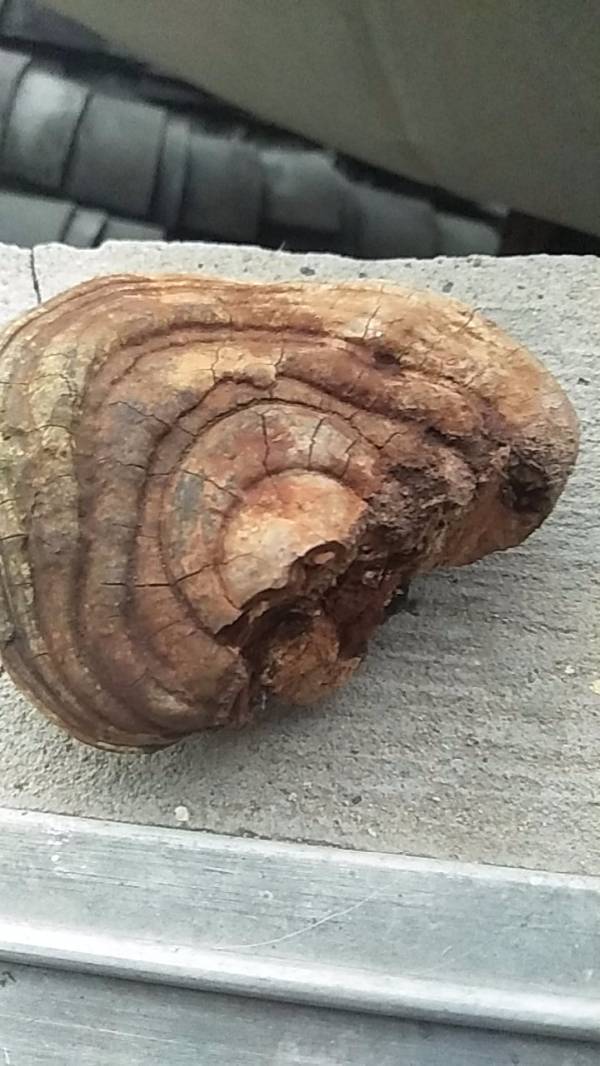 这长在李子树下,有蘑菇味,是什么植物呢