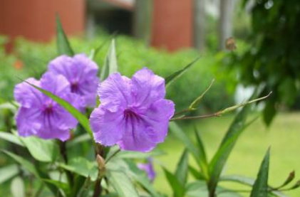 紫艾草是什么样?