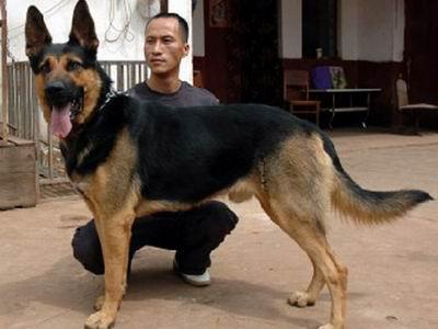 昆明犬有全黑的吗?