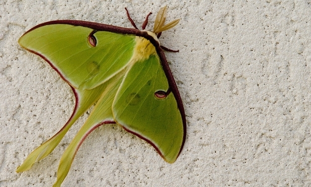 长尾水青娥长什么样子?这种动物成年后能有多大?