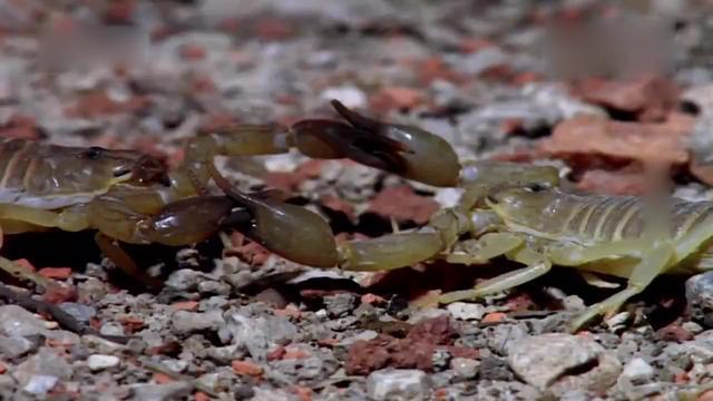 实拍2只蝎子 求偶繁殖全过程,它们的运动像是在拔河!