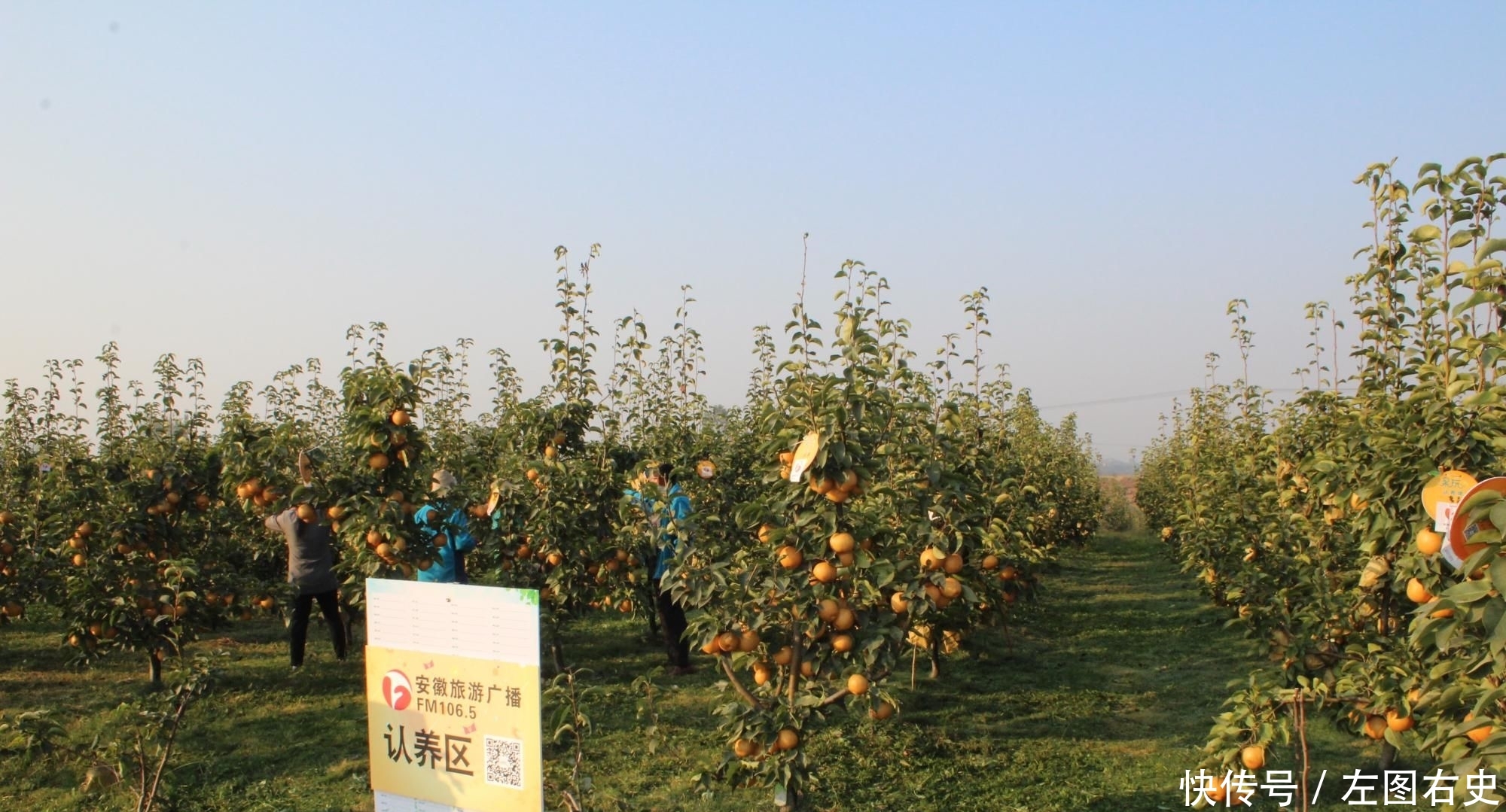 现代农业发展重点是发展