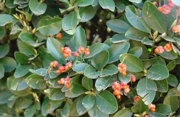 黄杨有多少种类?有什么区别