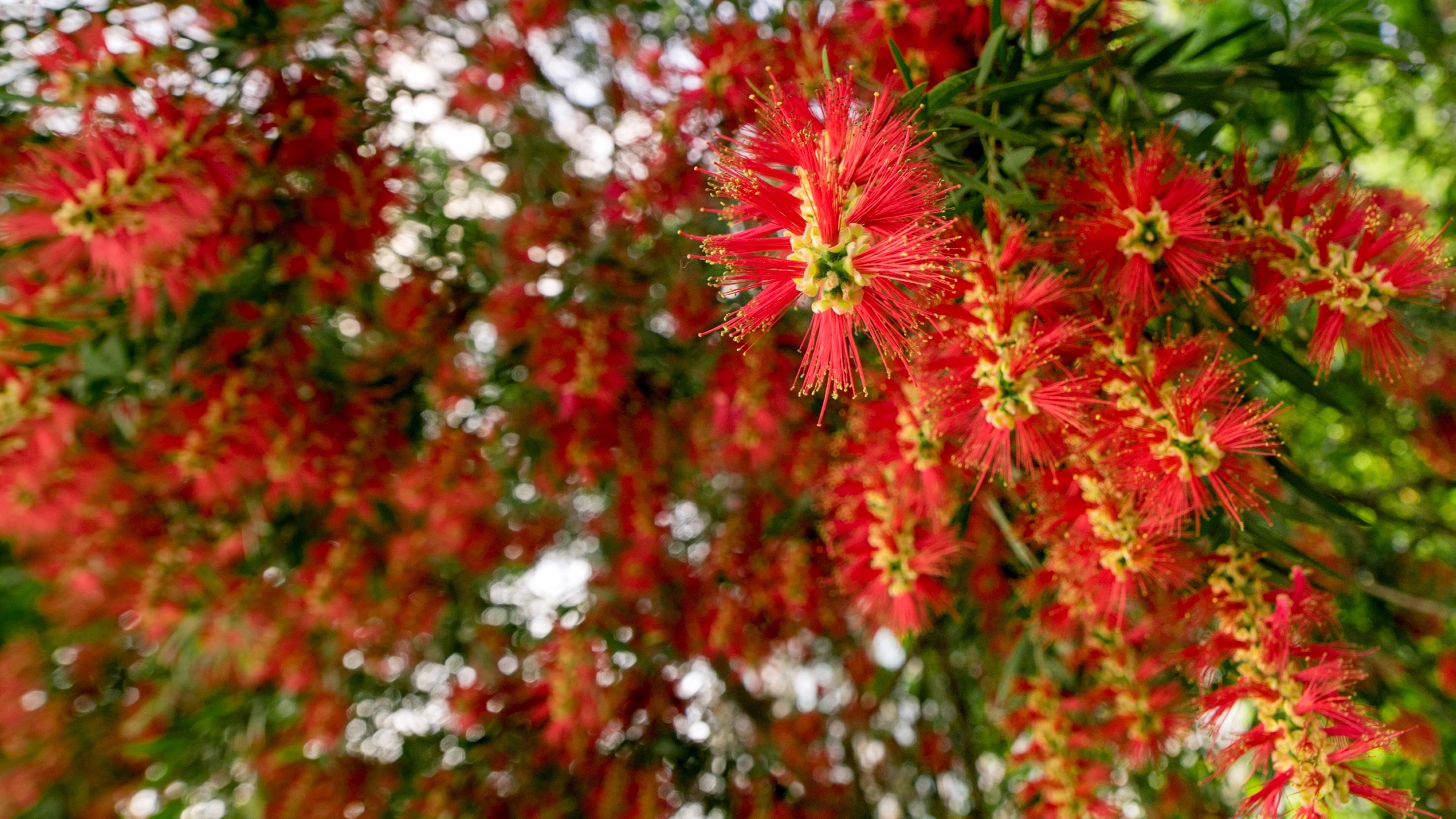 好看的鲜花图片大全[图10]