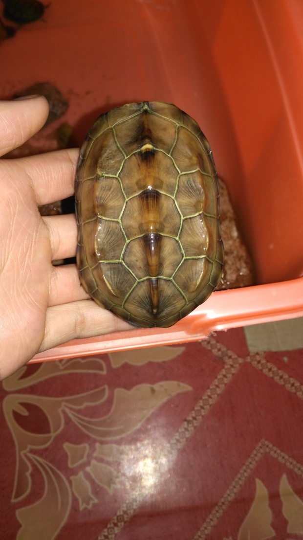 温室草龟怎么养成外塘草龟