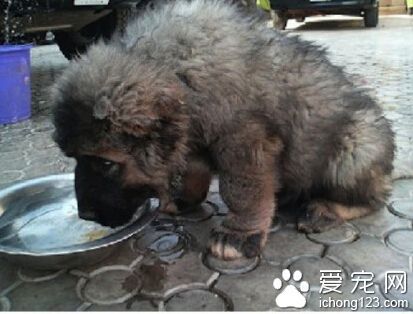 俄罗斯的高加索犬 世界上最大的犬种之一 相关视频 比藏獒更牛的高加索犬 一口能咬死藏獒 世界上体型最大狗 爱言情