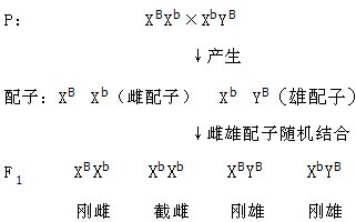 果蝇焦刚毛和直刚毛图片