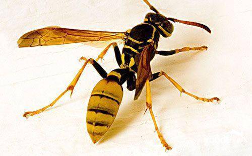 怎样识别蜜蜂马蜂区别