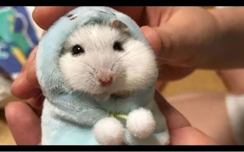 终极搞笑 b>仓鼠视频 /b>剪辑| 可爱又有趣的仓鼠[40分钟]