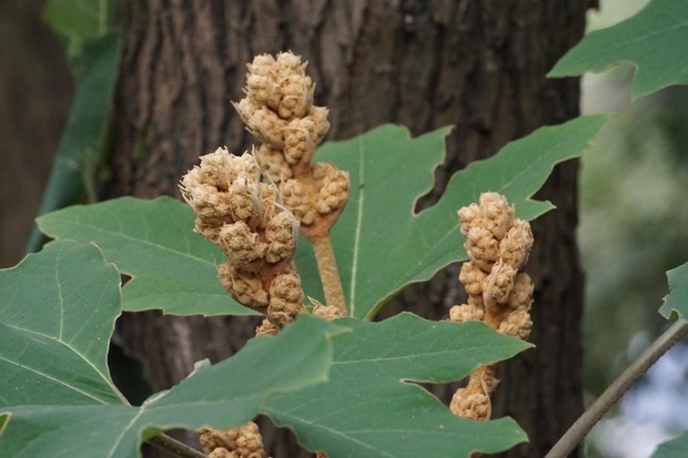 见一灌木植物,叶掌状深裂大于八角金盘的叶子,请问此植物叫什么名称?