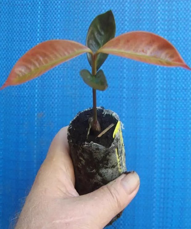 欧洲人栽培的山竹幼苗.