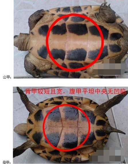 小乌龟分辨公母图片