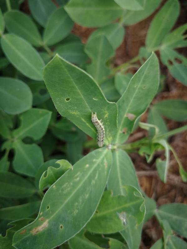 有谁知道这个是什么虫,谢谢