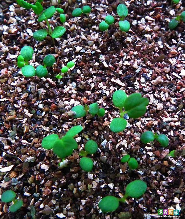 草莓第一天发芽出来是怎么样子的?
