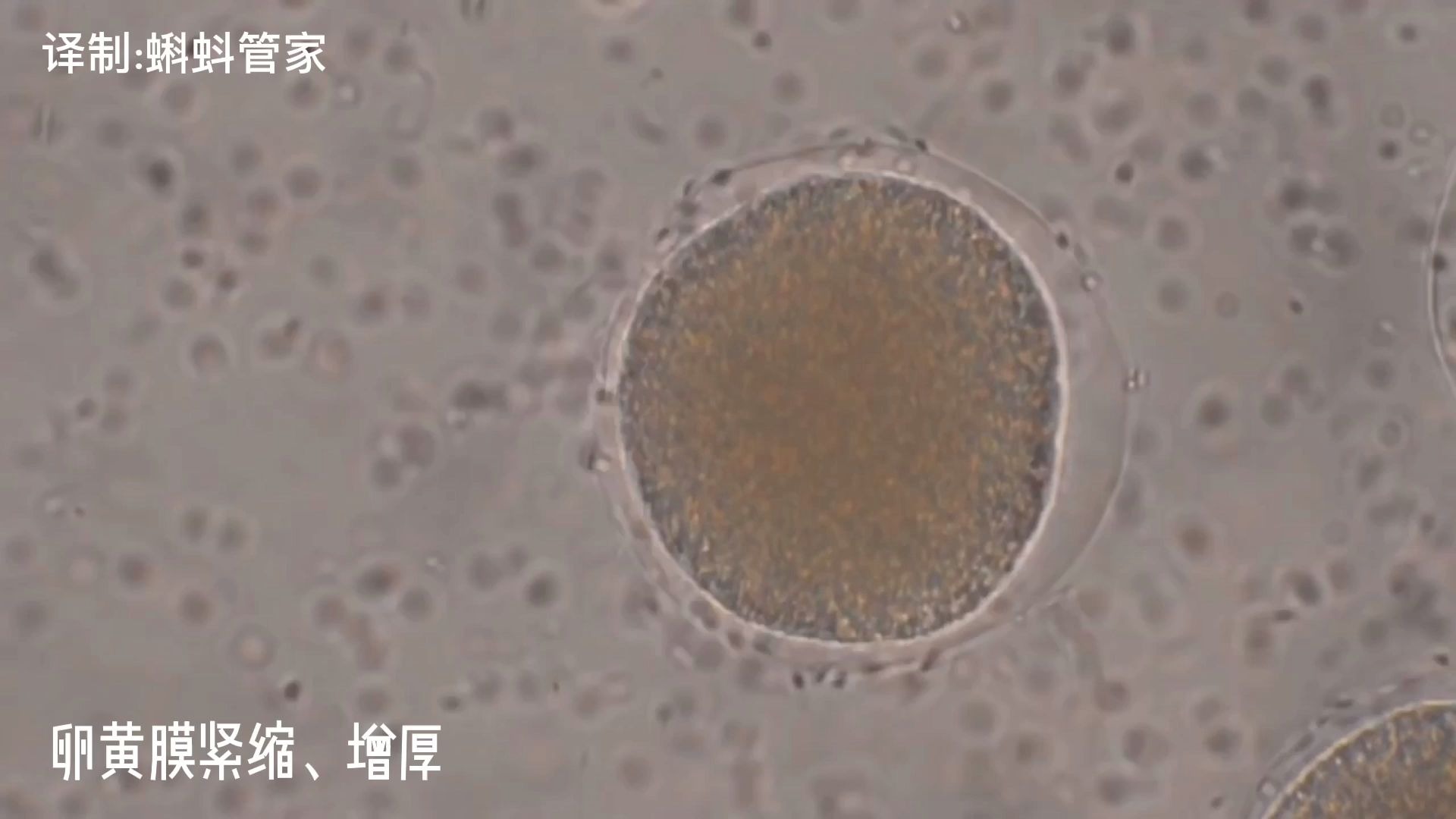 科普:显微镜下真实记录精子与卵子结合全过程(附讲解字幕)