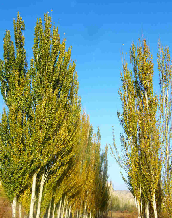 河北杨与新疆杨的区别