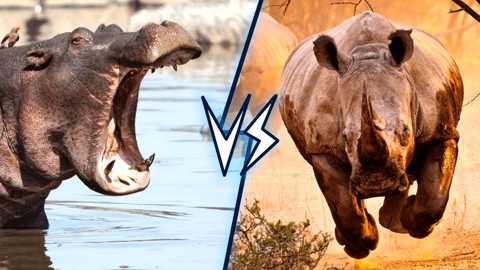 犀牛vs霸王龙图片