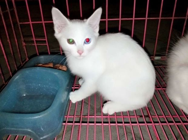 24 波斯猫 (哺乳纲动物) 波斯猫(persian cat)是以阿富汗的土种长毛猫