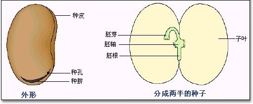 豆芽的结构图示意图图片