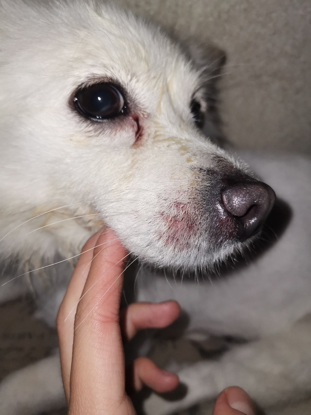 狗鼻子附近像破了一样,老打喷嚏,有腥味