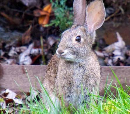 为什么有人说兔子不能喝水,一喝就会拉稀导致