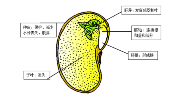 子叶发育成植物的什么 商农网