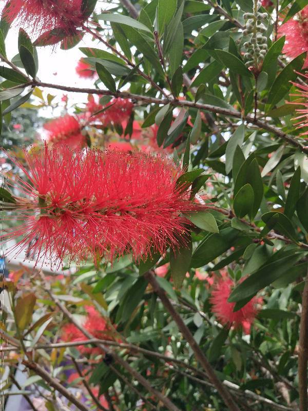 厦门市树市花市鸟图片